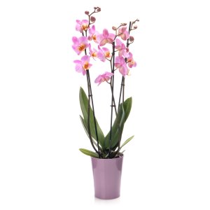 Orchidej v květináči růžová (3 výh.)