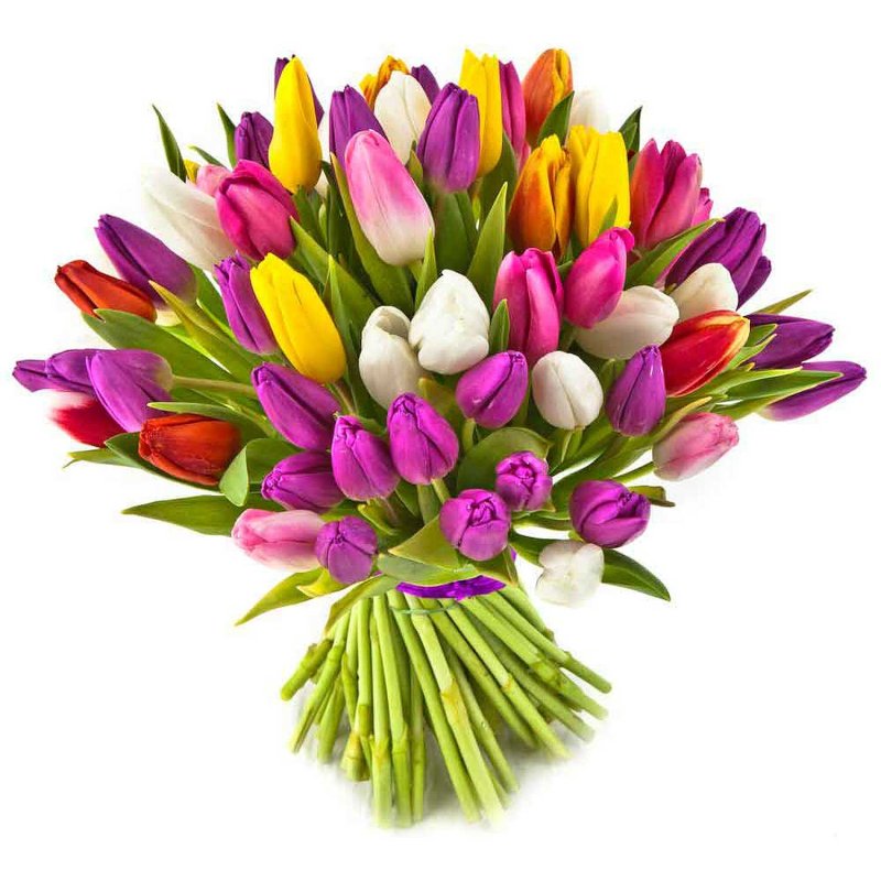 kusů barevných tulipánů
